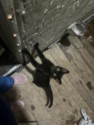 Lost Male Cat last seen Hickory Lane, San Antonio, TX 78264