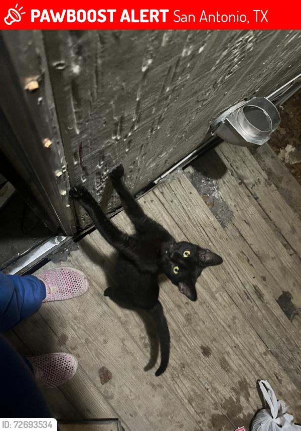 Lost Male Cat last seen Hickory Lane, San Antonio, TX 78264