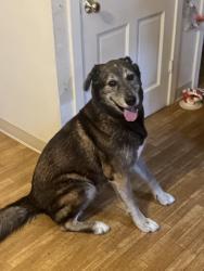 Found/Stray Male Dog last seen John and Prospect , Champaign, IL 61820