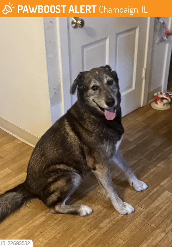 Found/Stray Male Dog last seen John and Prospect , Champaign, IL 61820