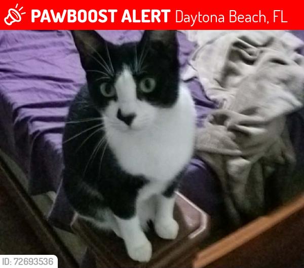 Lost Female Cat last seen I 4 and Hwy 44, Daytona Beach, FL 32119