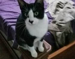 Lost Female Cat last seen I 4 and Hwy 44, Daytona Beach, FL 32119