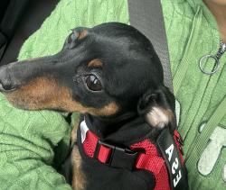 Lost Female Dog last seen Ramada way & South Oneida street, Green Bay, WI 54304