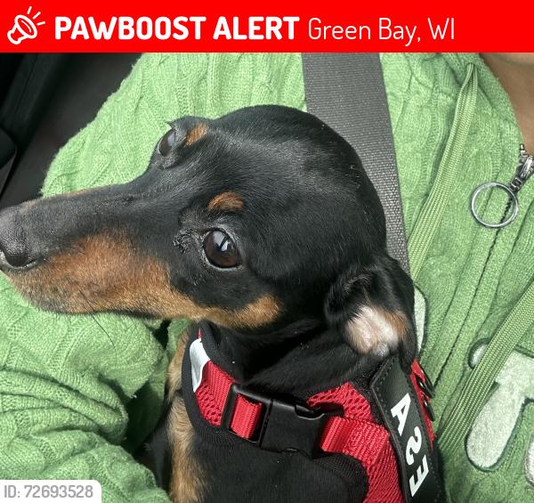 Lost Female Dog last seen Ramada way & South Oneida street, Green Bay, WI 54304