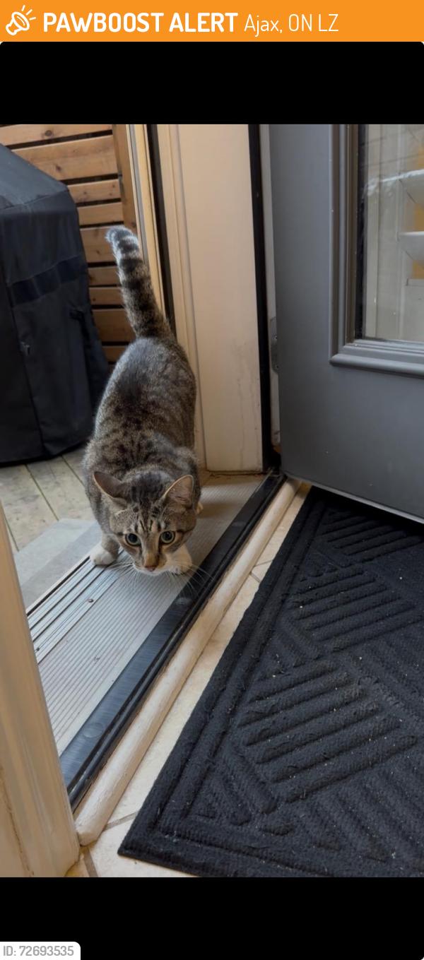 Found/Stray Unknown Cat last seen Audley and Bayly, Ajax, ON L1Z