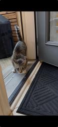 Found/Stray Unknown Cat last seen Audley and Bayly, Ajax, ON L1Z