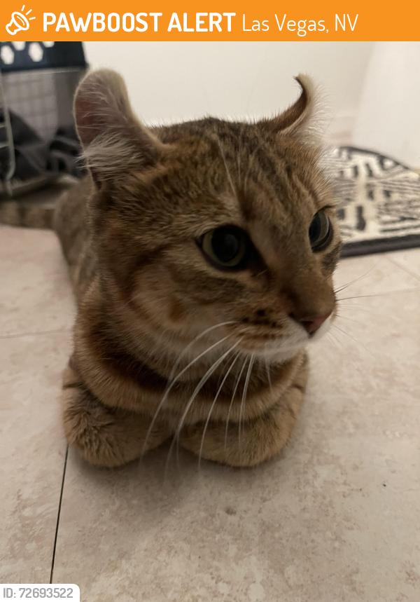 Found/Stray Unknown Cat last seen Near Gaye ln , Las Vegas, NV 89108