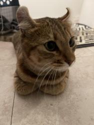 Found/Stray Unknown Cat last seen Near Gaye ln , Las Vegas, NV 89108