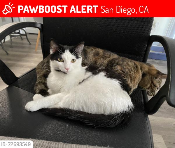Lost Female Cat last seen Polk Ave and Idaho Ave, San Diego, CA 92104