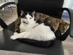 Lost Female Cat last seen Polk Ave and Idaho Ave, San Diego, CA 92104