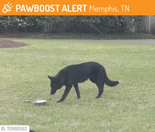 Found/Stray Unknown Dog last seen goodlett, Memphis, TN 38117