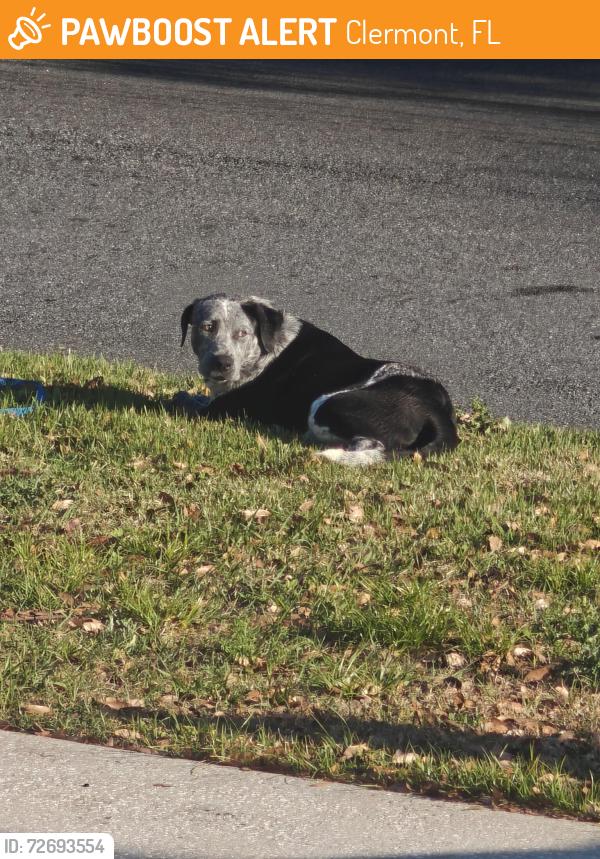 Found/Stray Male Dog last seen Hunt and Winding Lake Road, Clermont, FL 34711