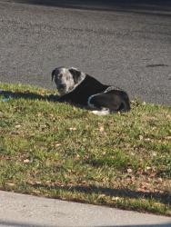 Found/Stray Male Dog last seen Hunt and Winding Lake Road, Clermont, FL 34711