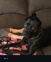 Lost Female Dog last seen Chambers , Gloucester City, NJ 08030