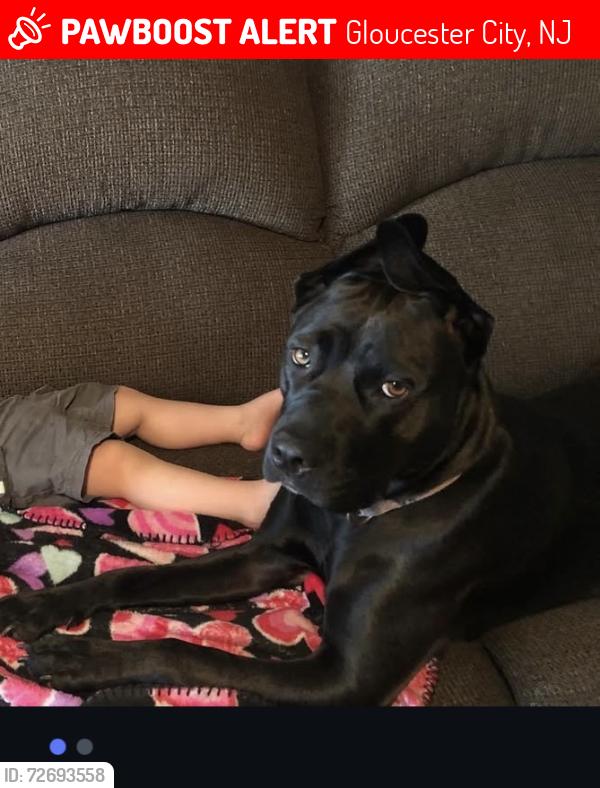 Lost Female Dog last seen Chambers , Gloucester City, NJ 08030