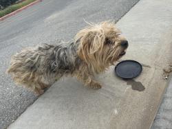 Found/Stray Female Dog last seen Cherry Ave and 11th st, Cherry Valley, CA 92223