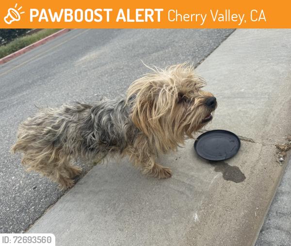 Found/Stray Female Dog last seen Cherry Ave and 11th st, Cherry Valley, CA 92223
