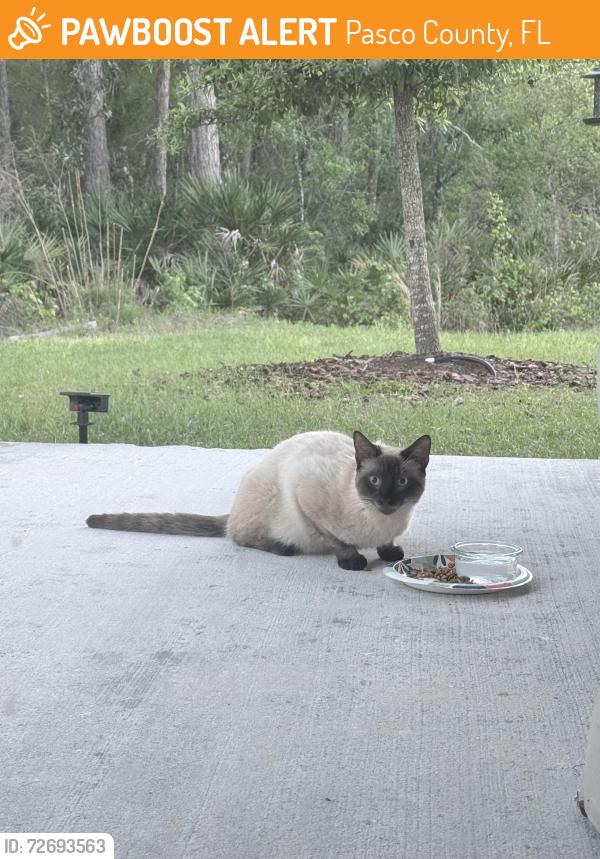 Found/Stray Unknown Cat last seen Sunlake/SR 52 inside of Angeline Community , Pasco County, FL 34638