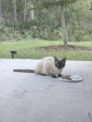 Found/Stray Unknown Cat last seen Sunlake/SR 52 inside of Angeline Community , Pasco County, FL 34638