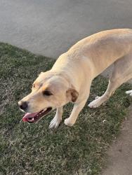 Found/Stray Female Dog last seen Spring Hill Drive @ Lytal Lane in Edmond, OK, Edmond, OK 73013