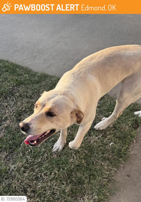 Found/Stray Female Dog last seen Spring Hill Drive @ Lytal Lane in Edmond, OK, Edmond, OK 73013