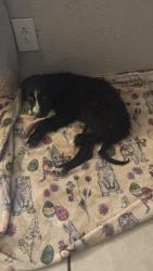 Found/Stray Female Dog last seen Near south , Odessa, TX 79761