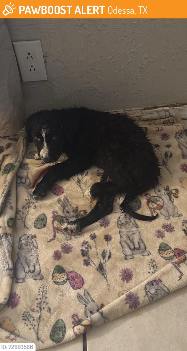 Found/Stray Female Dog last seen Near south , Odessa, TX 79761