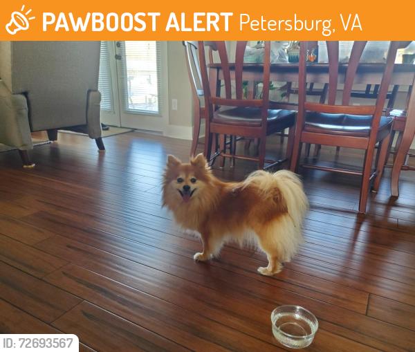 Found/Stray Female Dog last seen Church rd South Chesterfield, Petersburg, VA 23803