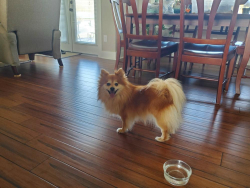 Found/Stray Female Dog last seen Church rd South Chesterfield, Petersburg, VA 23803