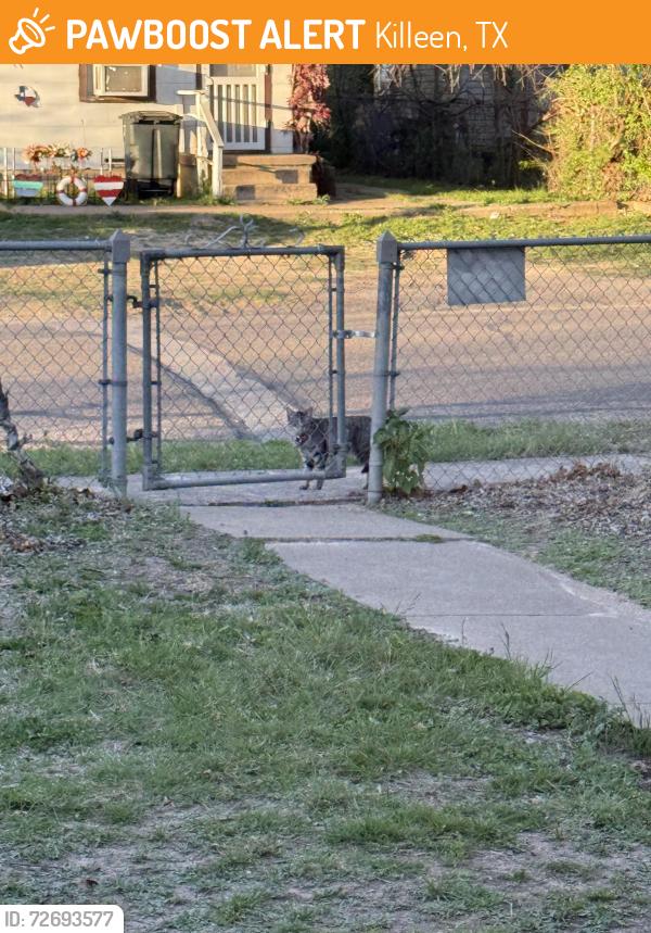 Found/Stray Female Cat last seen Attas Ave, Killeen, TX 76541