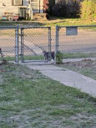 Found/Stray Female Cat last seen Attas Ave, Killeen, TX 76541