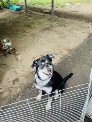 Lost Female Dog last seen Near barksdale ave, Riverside, OH 45431