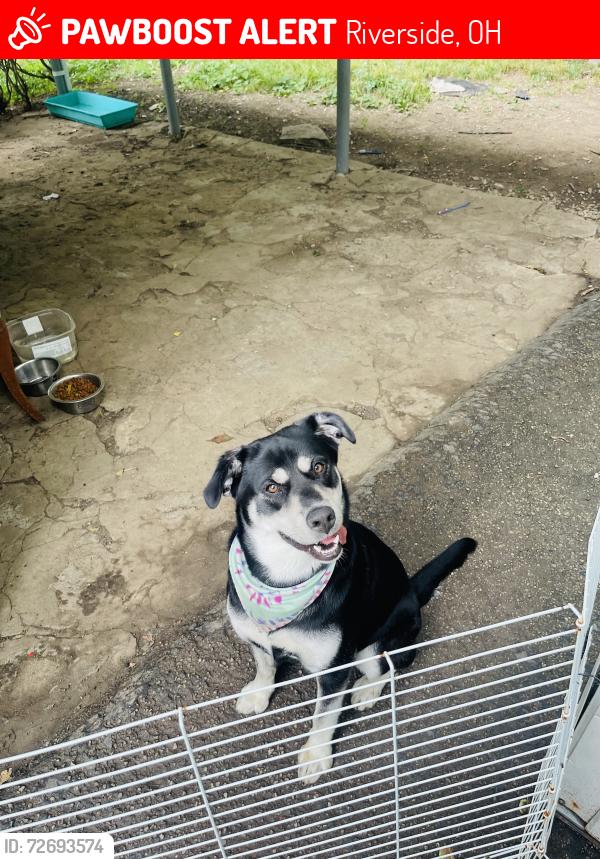 Lost Female Dog last seen Near barksdale ave, Riverside, OH 45431
