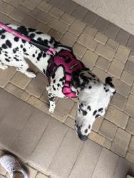 Found/Stray Female Dog last seen Collins , Oxnard, CA 93036