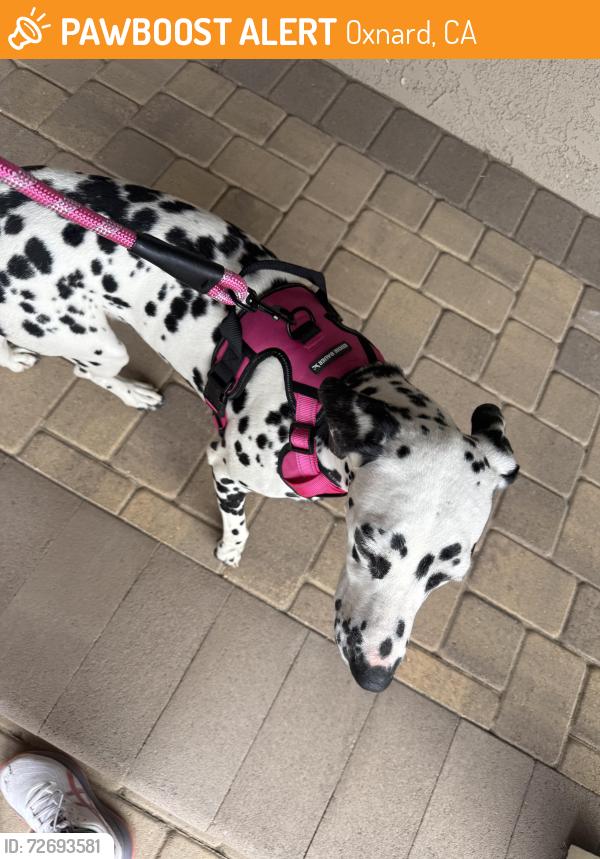 Found/Stray Female Dog last seen Collins , Oxnard, CA 93036