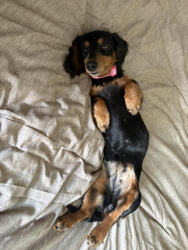 Lost Female Dog last seen Hwy 3018, Cynthiana, KY 41031