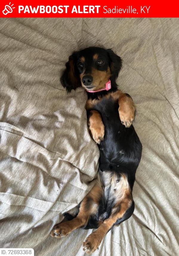 Lost Female Dog last seen Hwy 3018, Cynthiana, KY 41031