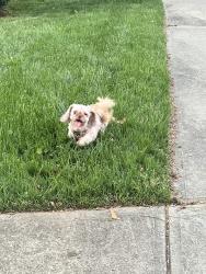 Found/Stray Unknown Dog last seen stowe creek neighborhood, Charlotte, NC 28278