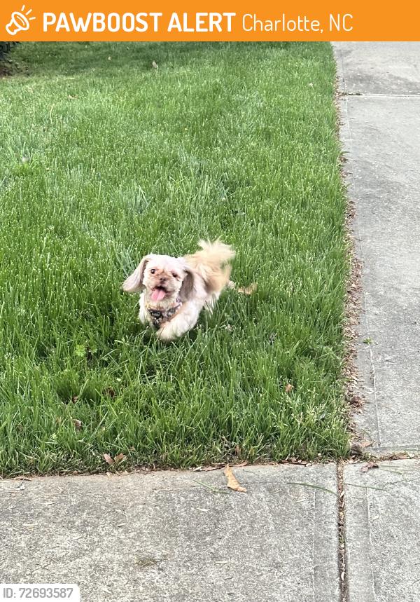 Found/Stray Unknown Dog last seen stowe creek neighborhood, Charlotte, NC 28278