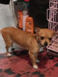 Lost Female Dog last seen Rise and grind , Litchfield, IL 62056