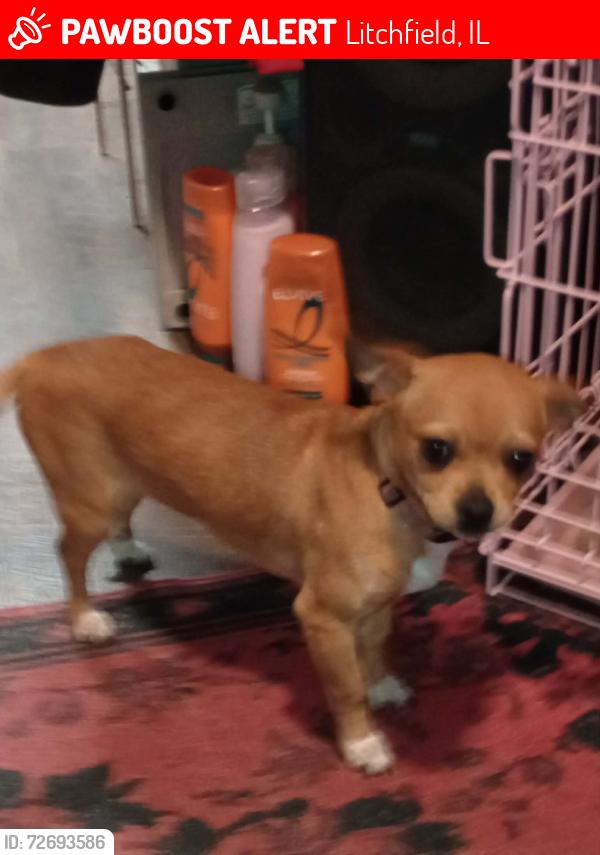 Lost Female Dog last seen Rise and grind , Litchfield, IL 62056