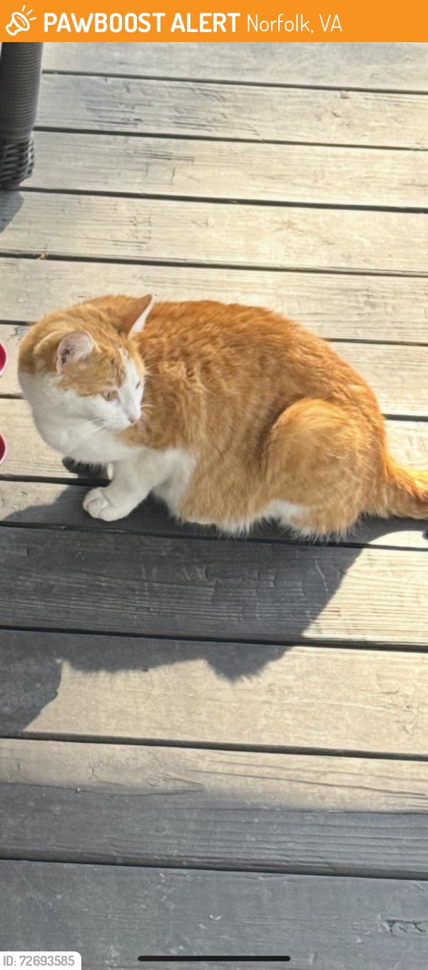 Found/Stray Female Cat last seen Pallister Ave Norfolk , Norfolk, VA 23518