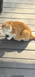 Found/Stray Female Cat last seen Pallister Ave Norfolk , Norfolk, VA 23518