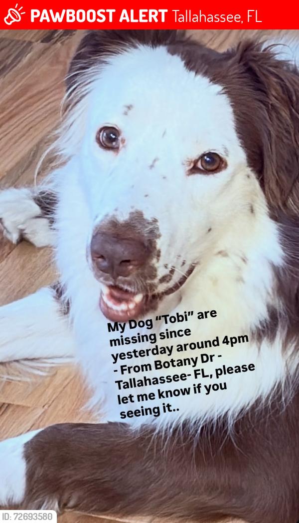 Lost Male Dog last seen Crunch fitness, Tallahassee, FL 32301