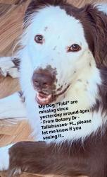 Lost Male Dog last seen Crunch fitness, Tallahassee, FL 32301