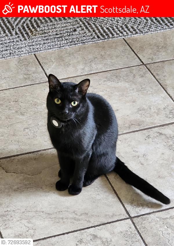 Lost Male Cat last seen Heatherbrae and 86th st, Scottsdale, AZ 85251
