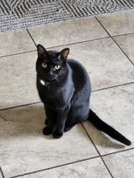 Lost Male Cat last seen Heatherbrae and 86th st, Scottsdale, AZ 85251