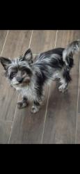 Lost Male Dog last seen Caroline, Dickinson, TX 77539