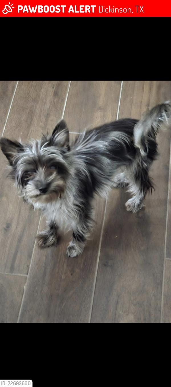 Lost Male Dog last seen Caroline, Dickinson, TX 77539