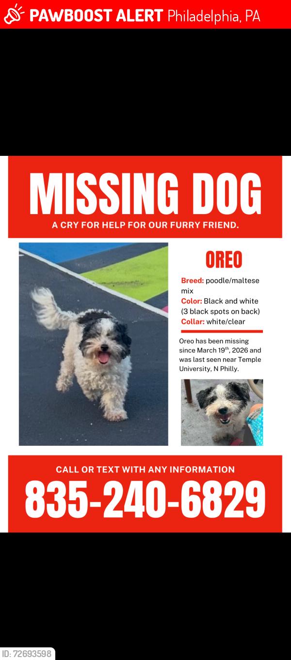 Lost Male Dog last seen 16th st and York st, Philadelphia, PA 19132
